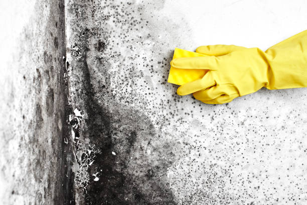 Best Commercial Mold Inspection  in Tlassee, AL