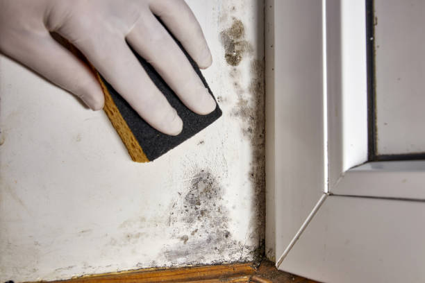 Best Post-Remediation Verification Testing  in Tlassee, AL